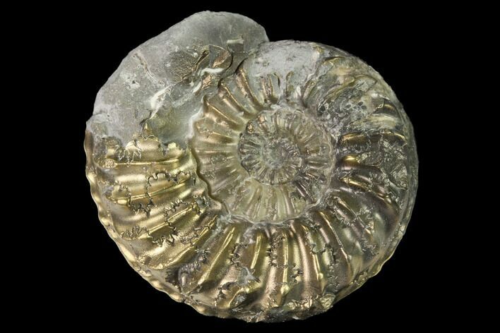 Pyritized (Pleuroceras) Ammonite Fossil - Germany #168274